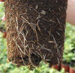 Продуктът на фармаРОЗА®,в саксия е роза с коренова система,която може да осигури добър разтеж,така че да може да бъде засадена във всеки период на незамръзване в годината.