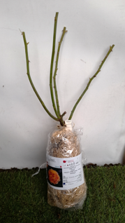Sistema de raíz en ambiente hidratado, listo para plantar.