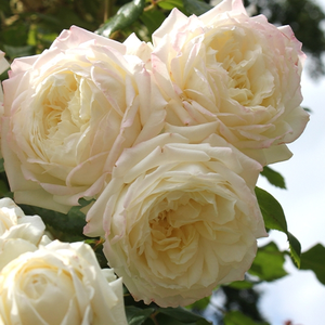 2 Rosiers Grimpants 'Santana' Kordes - Rouge Passion - Plants De 25-30 Cm En Pot